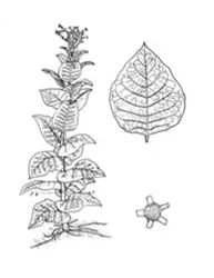 An Example of Plant Patent Diagram